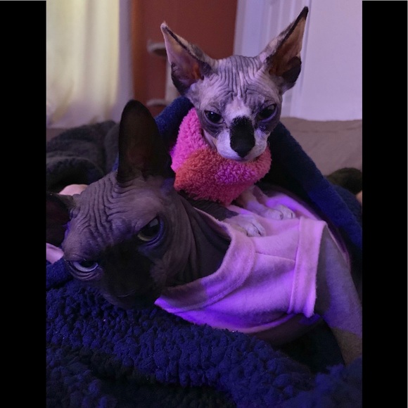 Meet your Posher, Elizabeth - Picture 1 of 3